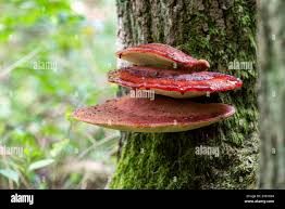 Attēlu rezultāti vaicājumam “Fistulina hepatica”