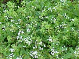 Image result for Galium odoratum