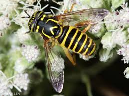 Attēlu rezultāti vaicājumam “Syrphus sp. imago”