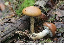 Attēlu rezultāti vaicājumam “Stropharia hornemannii”