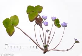 Attēlu rezultāti vaicājumam “Hepatica nobilis”