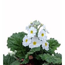 Image result for Primula obconica
