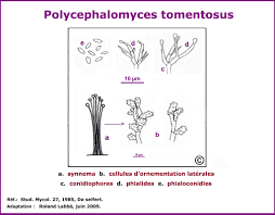 Attēlu rezultāti vaicājumam “Polycephalomyces tomentosus”