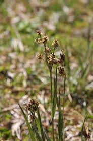 Attēlu rezultāti vaicājumam “Luzula multiflora”