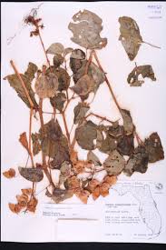 Image result for Begonia cucullata var. Hookeri