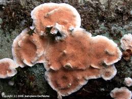 Attēlu rezultāti vaicājumam “Steccherinum ochraceum”