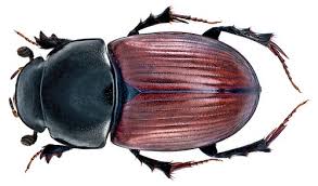 Attēlu rezultāti vaicājumam “Aegialia arenaria”