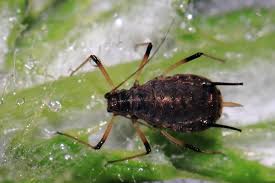 Attēlu rezultāti vaicājumam “Uroleucon cirsii”