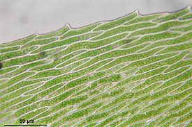 Attēlu rezultāti vaicājumam “Platyhypnidium riparioides”