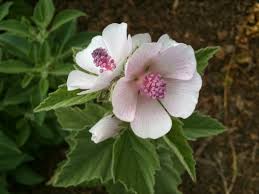 Image result for Althaea officinalis
