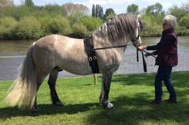 Image result for Peebles & District Riding Club