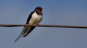 Attēlu rezultāti vaicājumam “Hirundo rustica”
