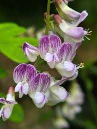 Attēlu rezultāti vaicājumam “Vicia sylvatica flower”