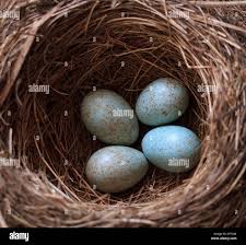 Attēlu rezultāti vaicājumam “Turdus merula eggs”