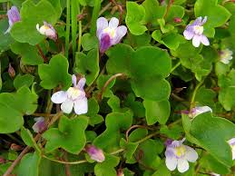 Attēlu rezultāti vaicājumam “Cymbalaria muralis”