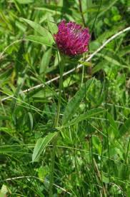 Attēlu rezultāti vaicājumam “Trifolium alpestre”