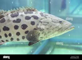 Image result for Epinephelus tukula