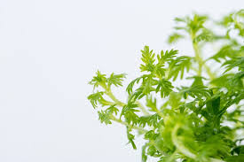 Attēlu rezultāti vaicājumam “Hottonia palustris”