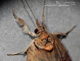 Attēlu rezultāti vaicājumam “Nycteola sp.”