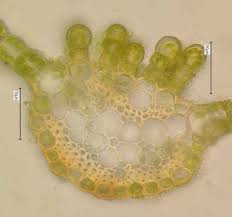 Attēlu rezultāti vaicājumam “Atrichum undulatum sporophyte”