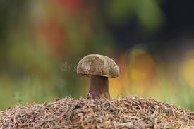 Attēlu rezultāti vaicājumam “Porphyrellus porphyrosporus”