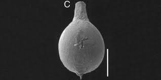 Attēlu rezultāti vaicājumam “Melanospora lagenaria”