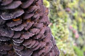 Attēlu rezultāti vaicājumam “Inonotus leporinus”