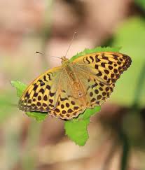 Attēlu rezultāti vaicājumam “Argynnis paphia female”