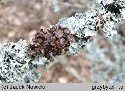 Attēlu rezultāti vaicājumam “Cetraria sepincola”