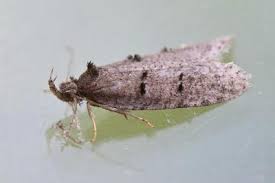 Attēlu rezultāti vaicājumam “Luquetia lobella”