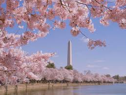 Image result for "cherry blossom" washington