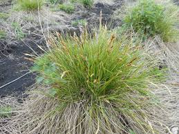 Attēlu rezultāti vaicājumam “Carex appropinquata”