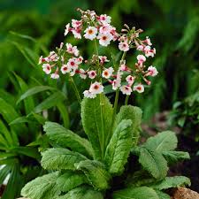 Attēlu rezultāti vaicājumam “Primula”