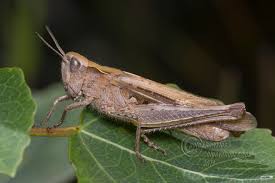 Attēlu rezultāti vaicājumam “Omocestus viridulus”