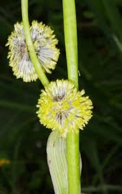 Attēlu rezultāti vaicājumam “Sparganiaceae”