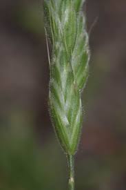 Attēlu rezultāti vaicājumam “Bromus hordeaceus subsp. hordaceus”