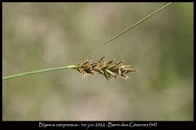 Attēlu rezultāti vaicājumam “Blysmus compressus flower”