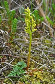 Attēlu rezultāti vaicājumam “Botrychium multifidum”