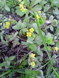 Attēlu rezultāti vaicājumam “Draba nemorosa”