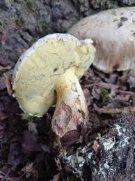 Attēlu rezultāti vaicājumam “Collaria rubens spores”