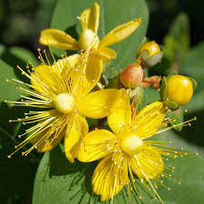 Image result for Johanniskraut