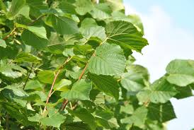 Attēlu rezultāti vaicājumam “Tilia americana”