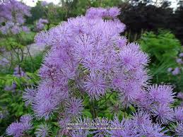 Attēlu rezultāti vaicājumam “Thalictrum aquilegifolium bud”
