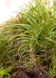 Attēlu rezultāti vaicājumam “Dicranum montanum sporophyte”