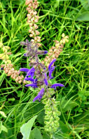 Attēlu rezultāti vaicājumam “Salvia pratensis”