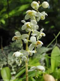 Attēlu rezultāti vaicājumam “Pyrola rotundifolia flower”