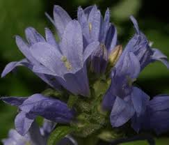 Image result for Campanula moesiaca
