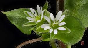 Attēlu rezultāti vaicājumam “Stellaria media”