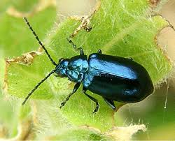 Attēlu rezultāti vaicājumam “Altica sp.”