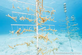 Attēlu rezultāti vaicājumam “Tubifera applanata”